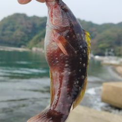 初めてジギングで釣れました